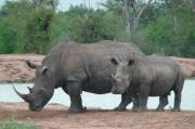 Rhino's in Hlane, Swaziland