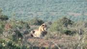 First sighting for TnTnHnT of the male lion
