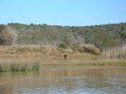 Impala male along the Great Fish