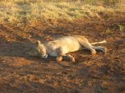 Schotia's lioness enjoying the afternoon sun