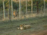 Flirting with Addo's lions...
