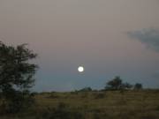 Full moon illuminating Schotia's thicket landscape
