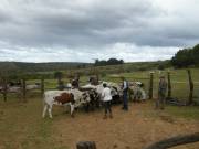 Organising the oxen.. all in a row please..