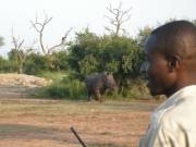 Morning Walk: Track a rhino on foot