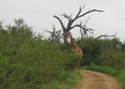 Nieuwsgierige giraffe tijdens de ochtendwandeling