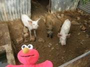 Elmo meets pigs
