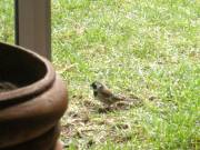 Cape sparrow